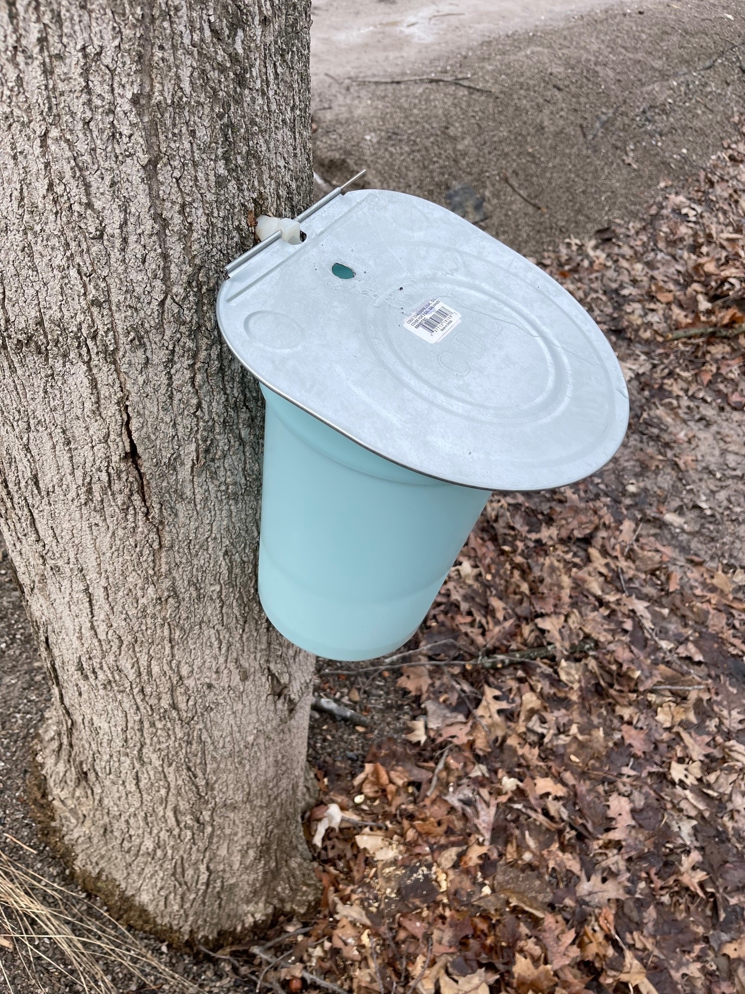 A maple bucket attached to a tapped tree